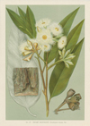 1-A-Botany-Maiden-Eucalypt-(1).jpg 1-A-Botany-Maiden-Eucalypt-(1).jpg
