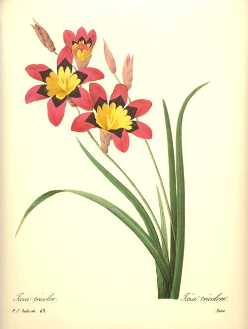 1610_daBotan43