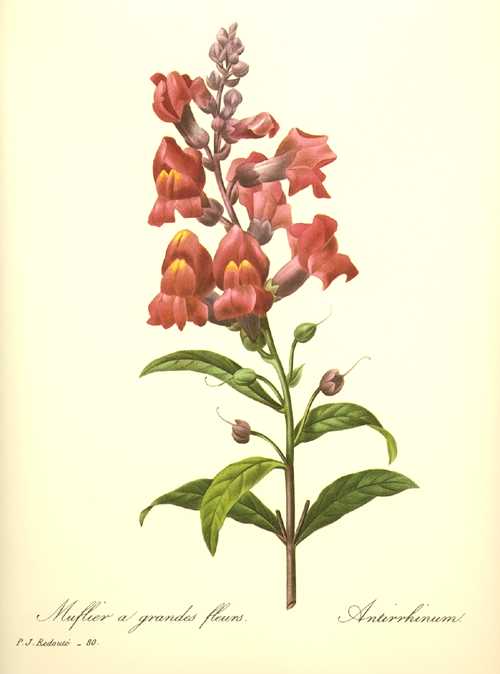 1612_daBotan45
