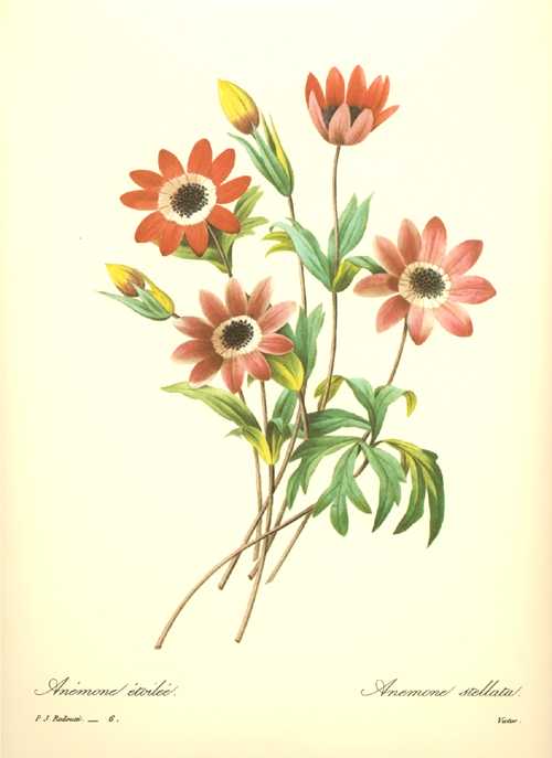 1613_daBotan46