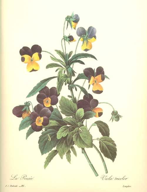 1628_daBotan58