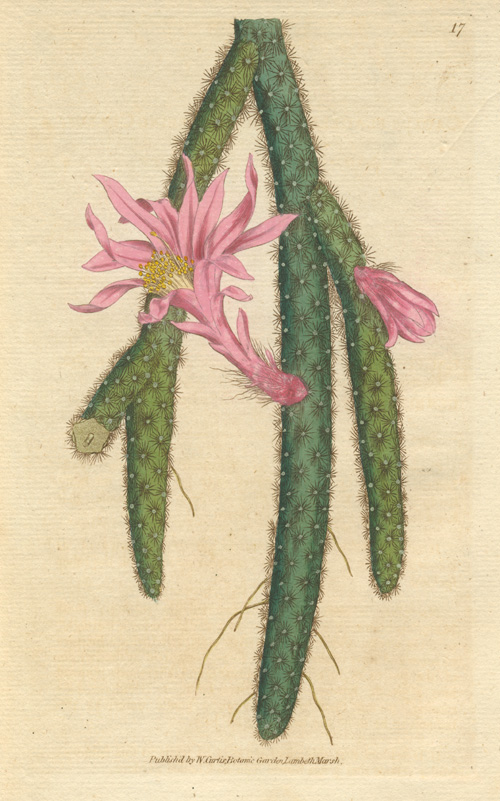 17-Cactus-CreepingCereus