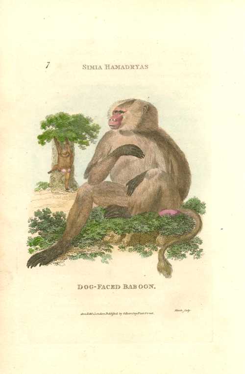 1733_apAnimal
