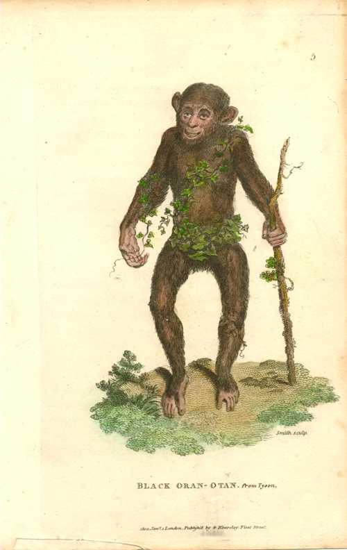 1736_apAnimals