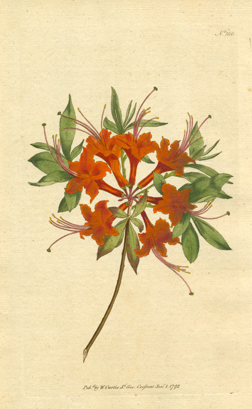180-AzaleaNudiflora2cScarletA