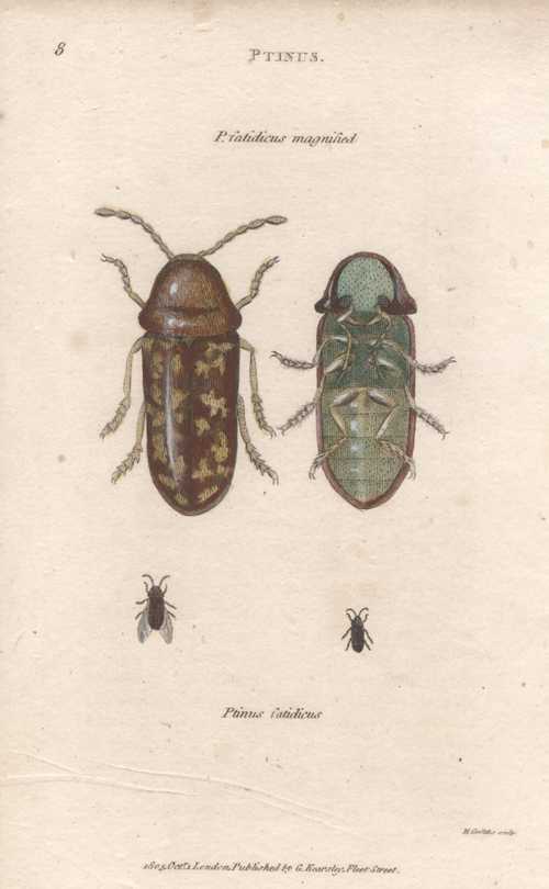 1817_apInstshaw
