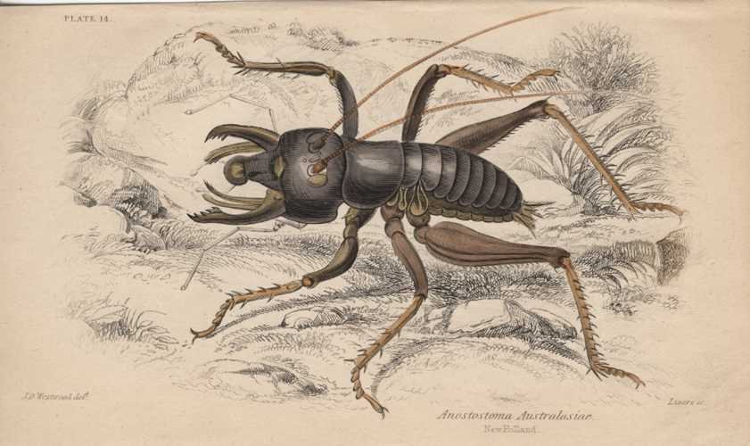 1832_apInsectLizar