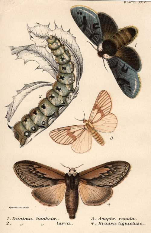 1833_apInsectlloyd