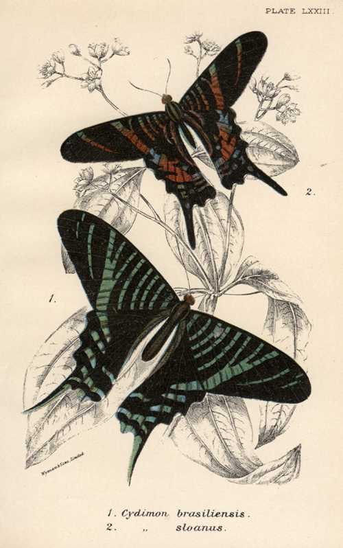 1838_apInsectLloyd