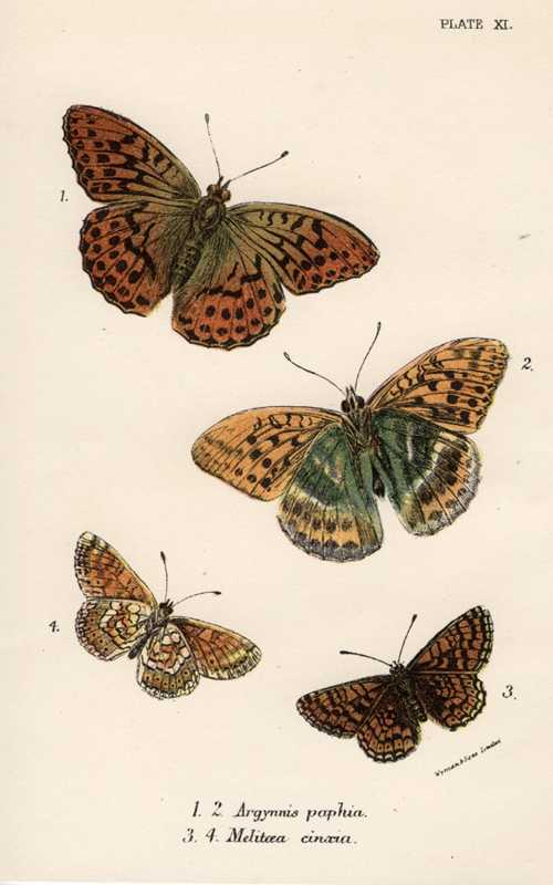 1841_apInsectLloyd