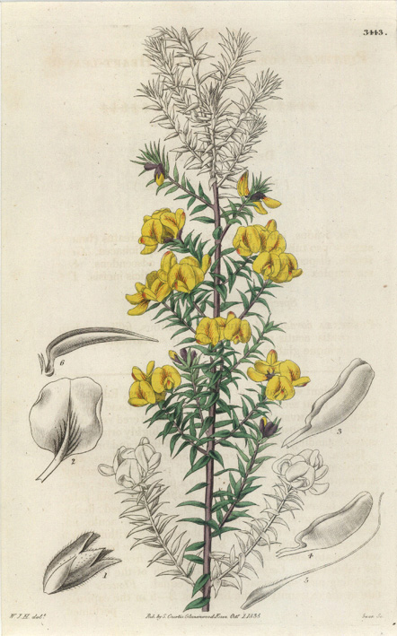 2-Curtis-PultenaeaCordata2cm