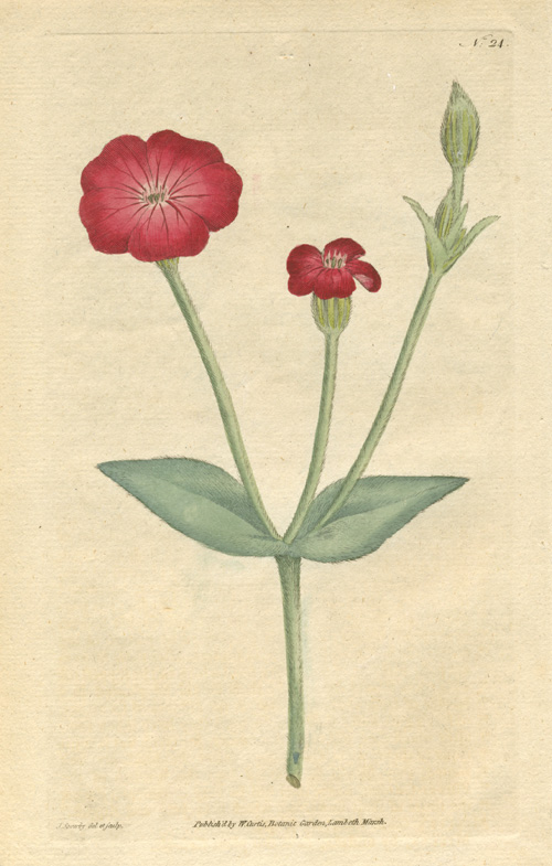 24-RoseCockle2cCampion