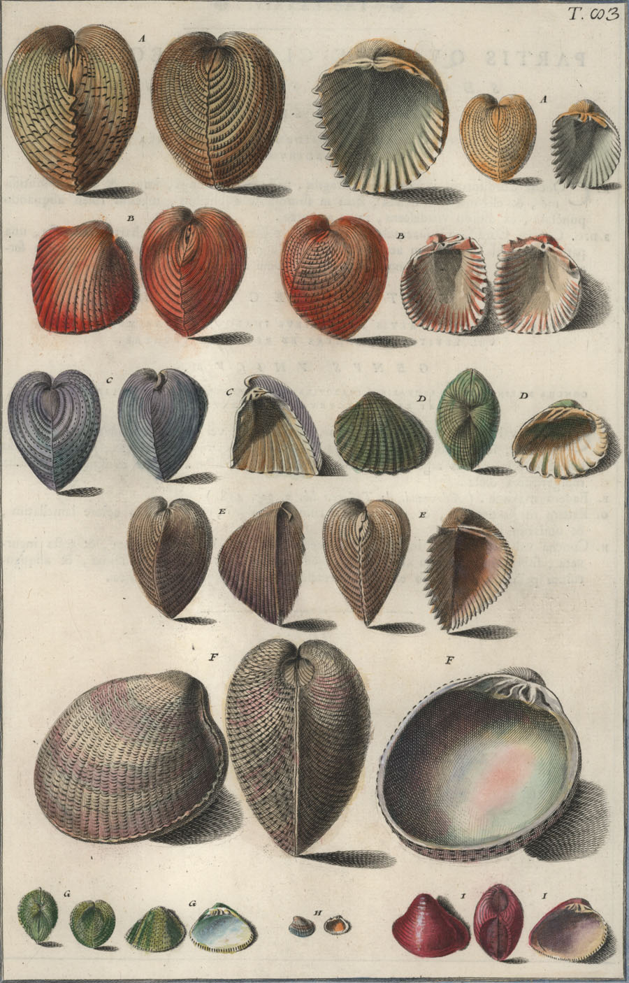 300-Gualtieri-Shells-Conchology83-crop