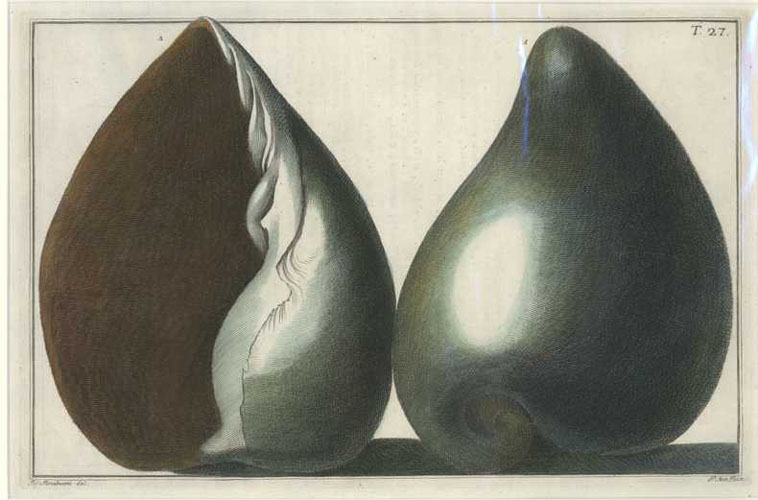 300-Gualtieri-Shells-horiz-Conchology27