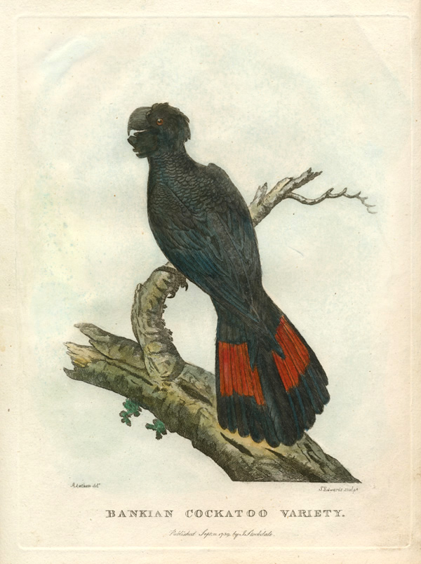 300-Phillip-BanksianCockatoo