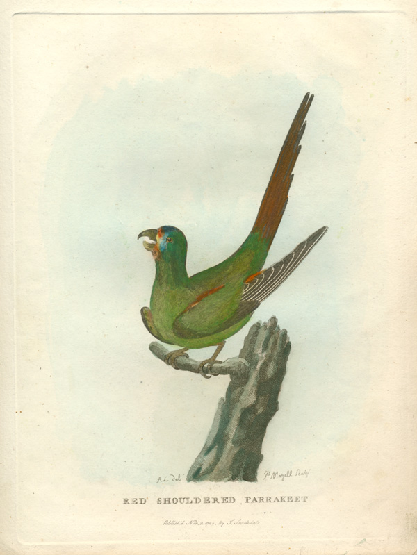 300-Phillip-RedShoulderedParrakeet
