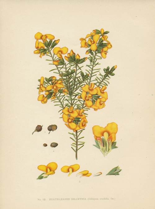 300Humphreys10-DillwyniaEricifolia