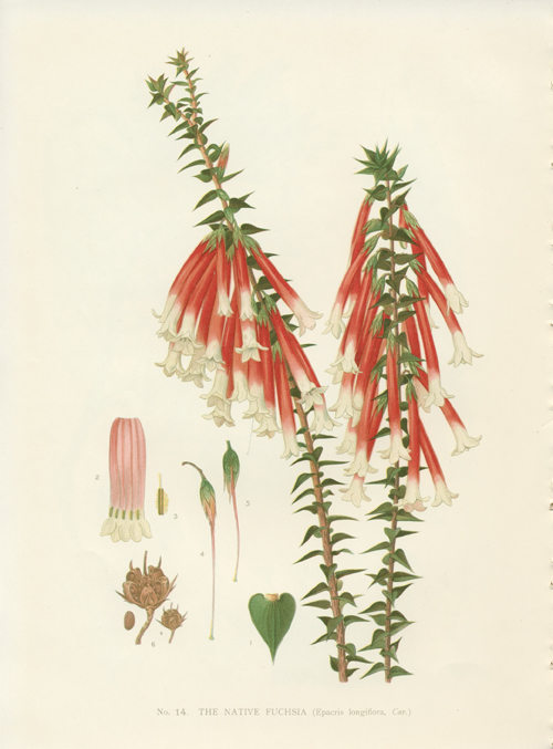 300Humphreys14-EpacrisLongiflora