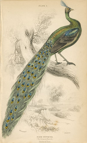 300Lizars-JavanesePeacock4