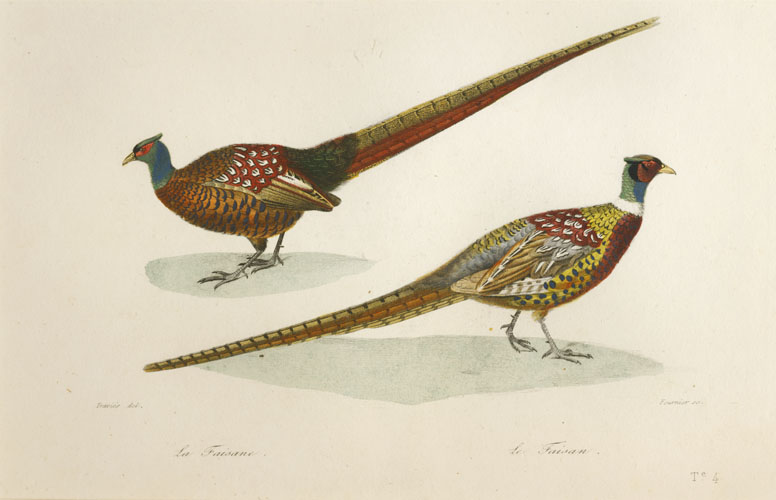 300Lizars-Pheasant-m-f