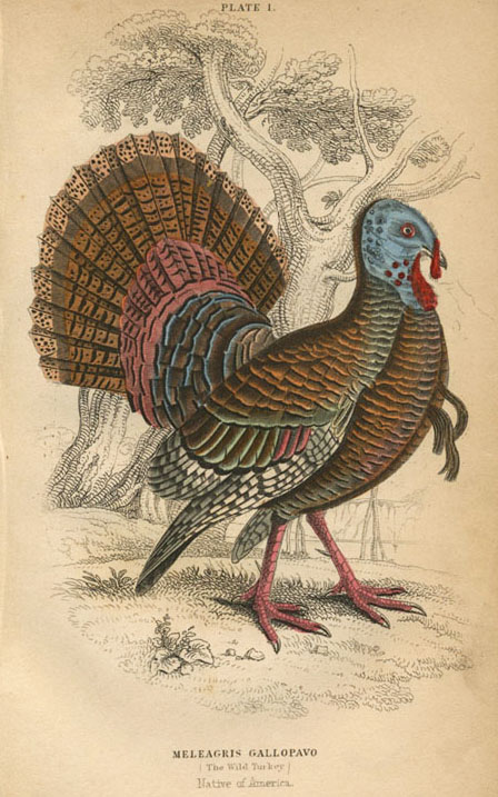 300Lizars-WildTurkey-Meleagris-m