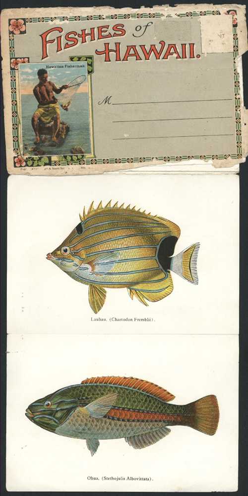 3136_B.Haw-fish