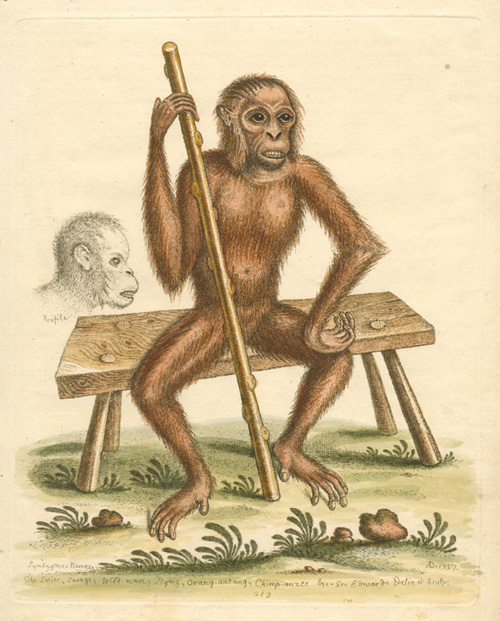 33-G-Edwards-Orang-autang