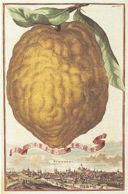 3Volckamer-CedroGrossoBondalotto