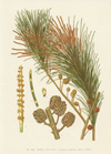 4-A-Botany-Maiden-Casuarina-(1).jpg 4-A-Botany-Maiden-Casuarina-(1).jpg