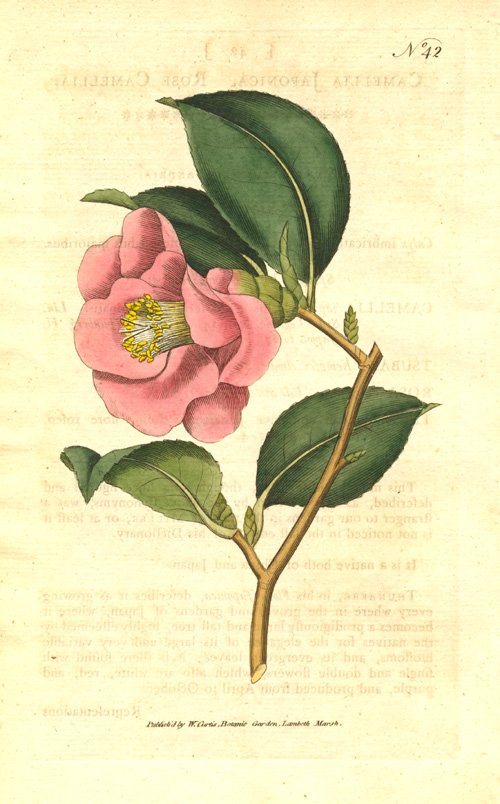 42-Camellia