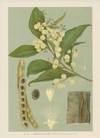 5A-Botany-Maiden-Acacia.jpg 5A-Botany-Maiden-Acacia.jpg
