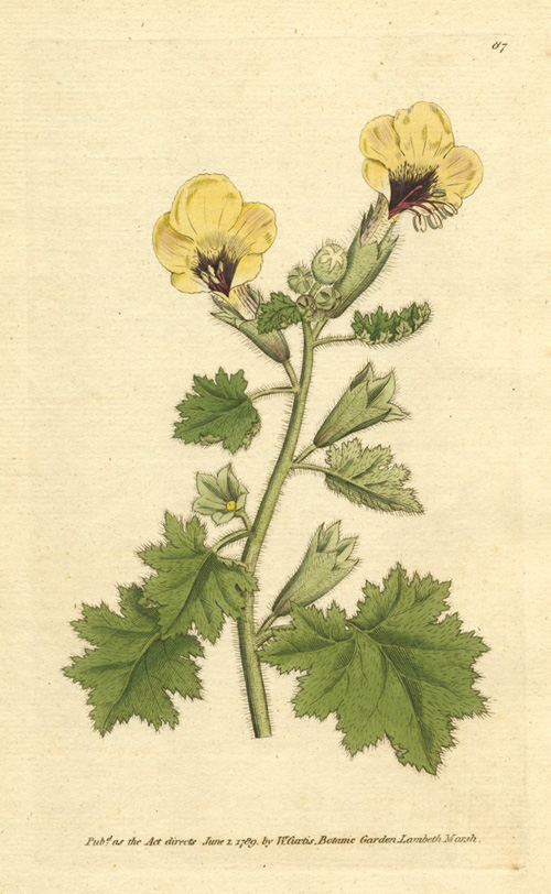87-Golden-flowerdHenbane