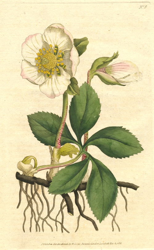 9-BlackHelleboreRose