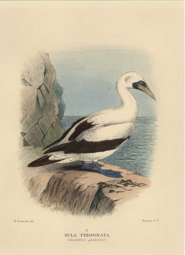 A-Mathews-MaskedGannet