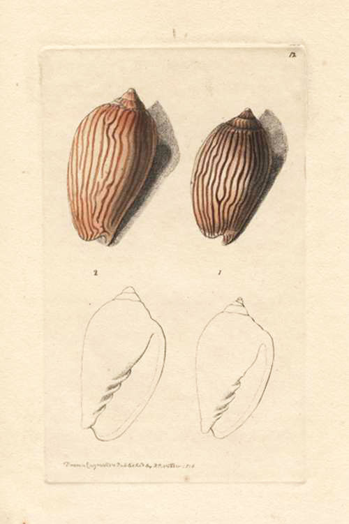 A-Shaw-Nodder12-Shells-Zebra2cLineatedVolutes