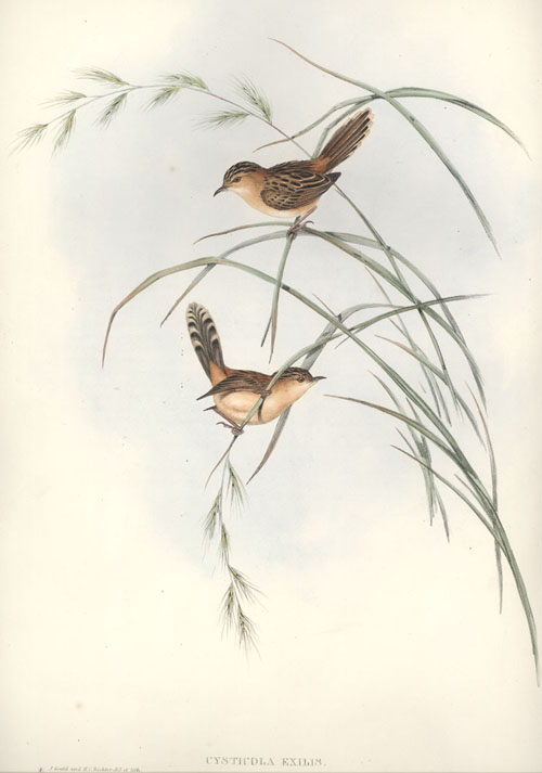 A182-CysticolaExilis2cExileWarbler