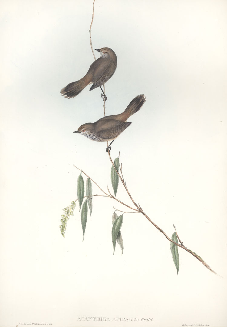 A197-AcanthizaApicalis2cWesternAcanthiza