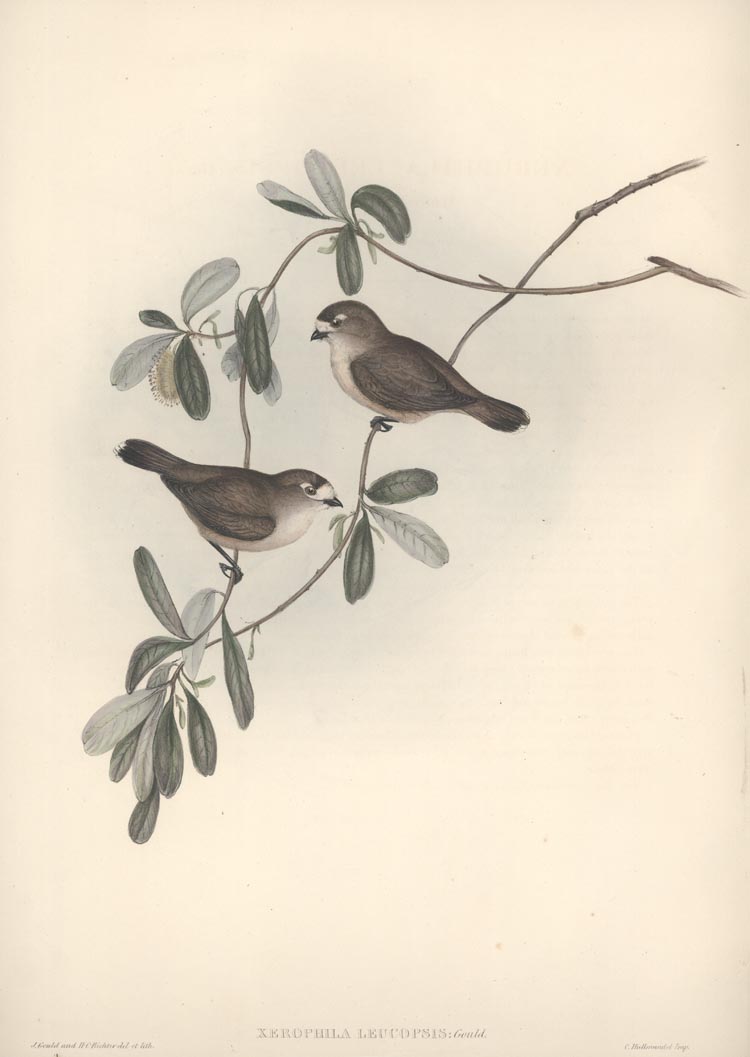 A207-XerophilaLeucopsis2cWhiteFacedXerophila