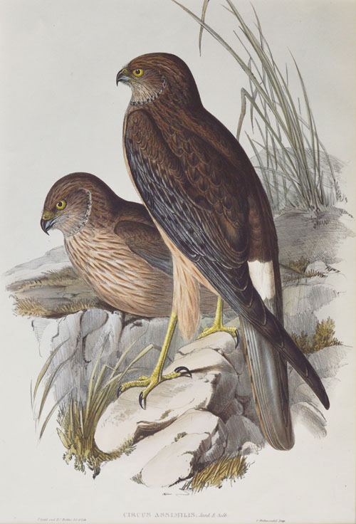 A26-CircusAssimilis2cAlliedHarrier