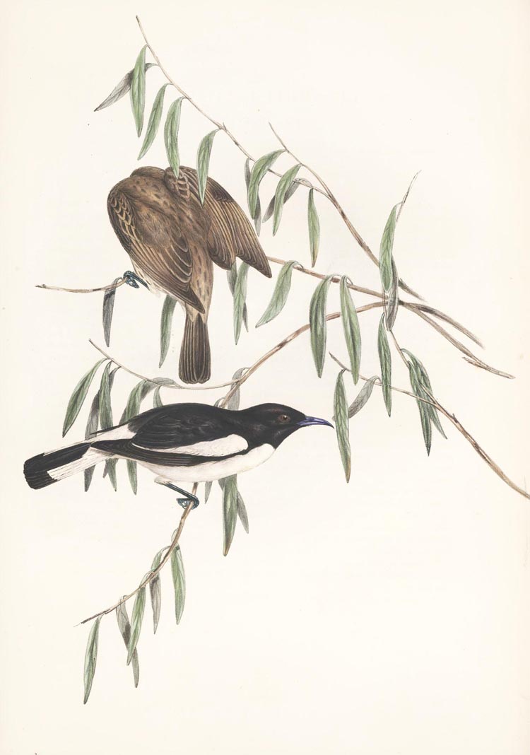 A286-MelicophilaPicata2cPiedH-E