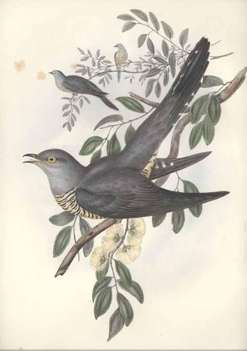 A321-CuculusOptatus2cAustralianCuckoo