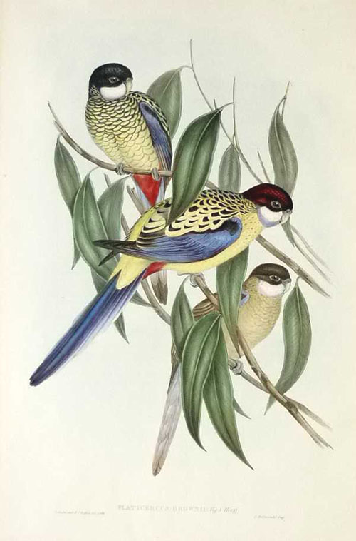 A372-PlatycercusBrown2c