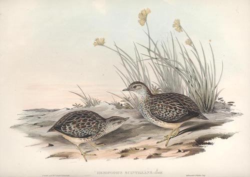 A424-HemipodiusScintillatus2cSparklingHemipode