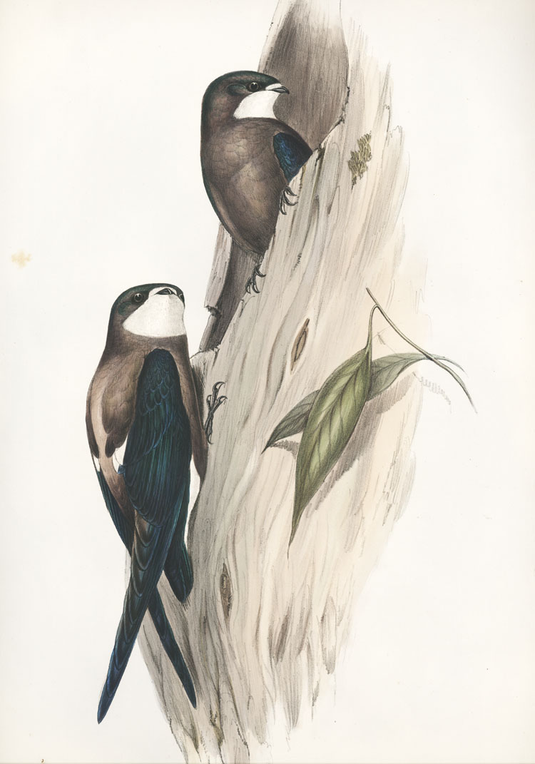 A46-AcanthylisCaudacuta2cSpineTailedSwallow