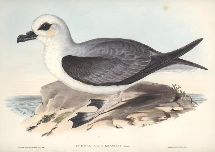 A564-ProcellariaLessoni2cWhiteHeadedPetrel