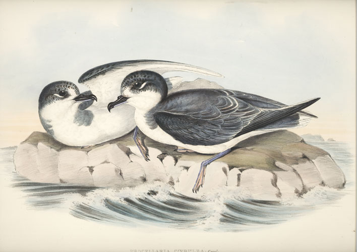A567-ProcellariaCoerulea2cBluePetrel-w
