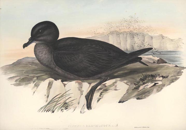 A571-PuffinusBrevicaudus2cShortTailedPetrel