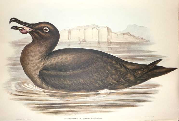 Albatros-DiomedeaFuliginosa