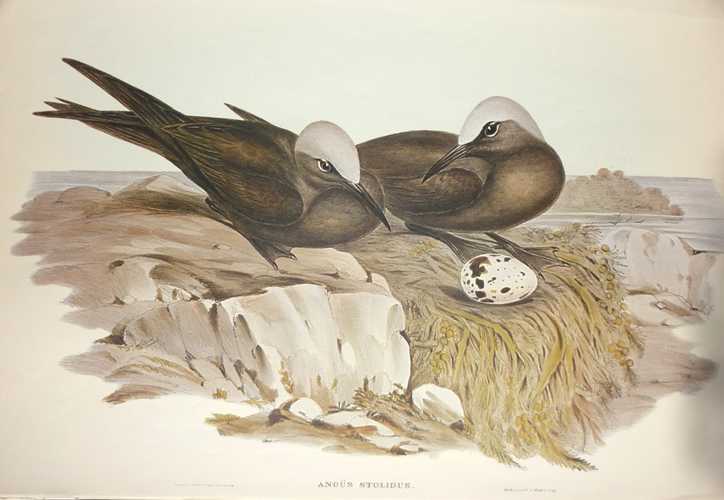 AnousStolidus