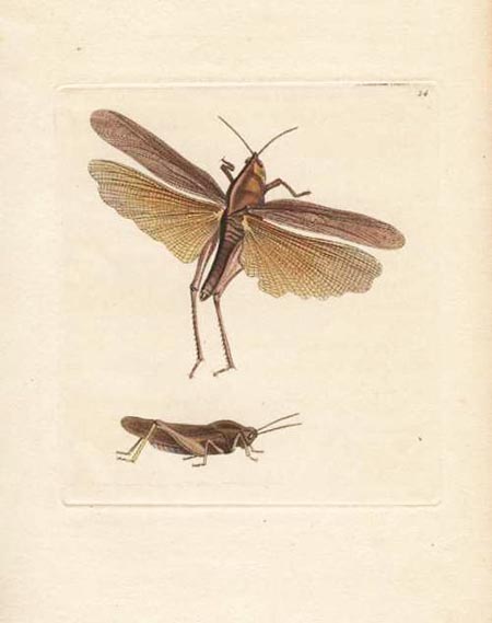AuNodder24-Locust